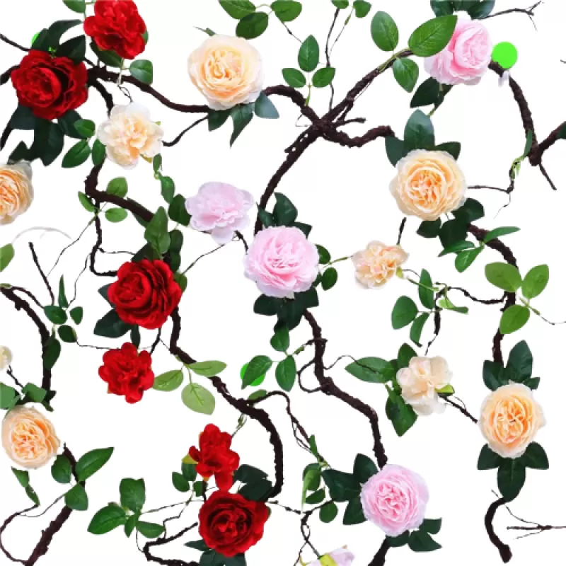 DVN Hoa Hồng Leo Bông Đại