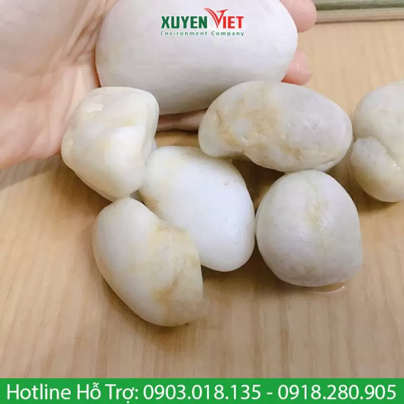 Sỏi trắng tự nhiên chuyên trang trí hồ cá cây cảnh