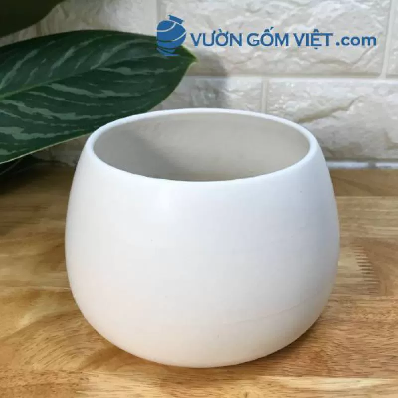 Chậu hạt dẻ 