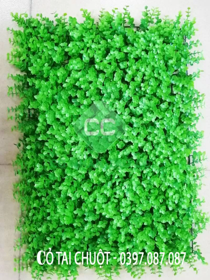 CỎ TAI CHUỘT TRƠN