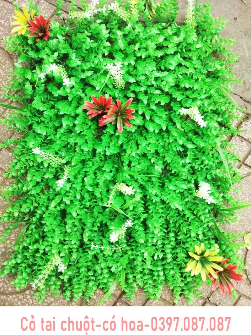 Cỏ Tai Chuột Có Hoa