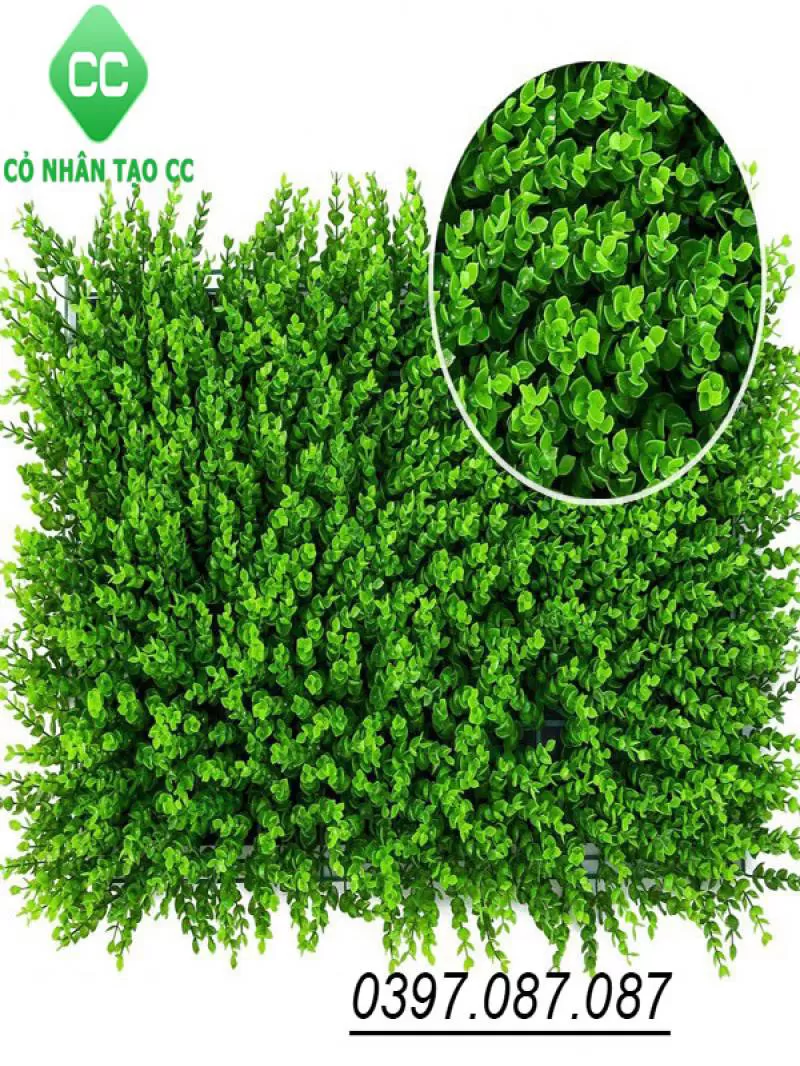Cỏ nhân tạo tai chuột CC