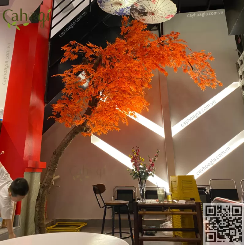 Thi Công Cây Phong Nhật Bản Tinh Tế Cho Quán Cafe 