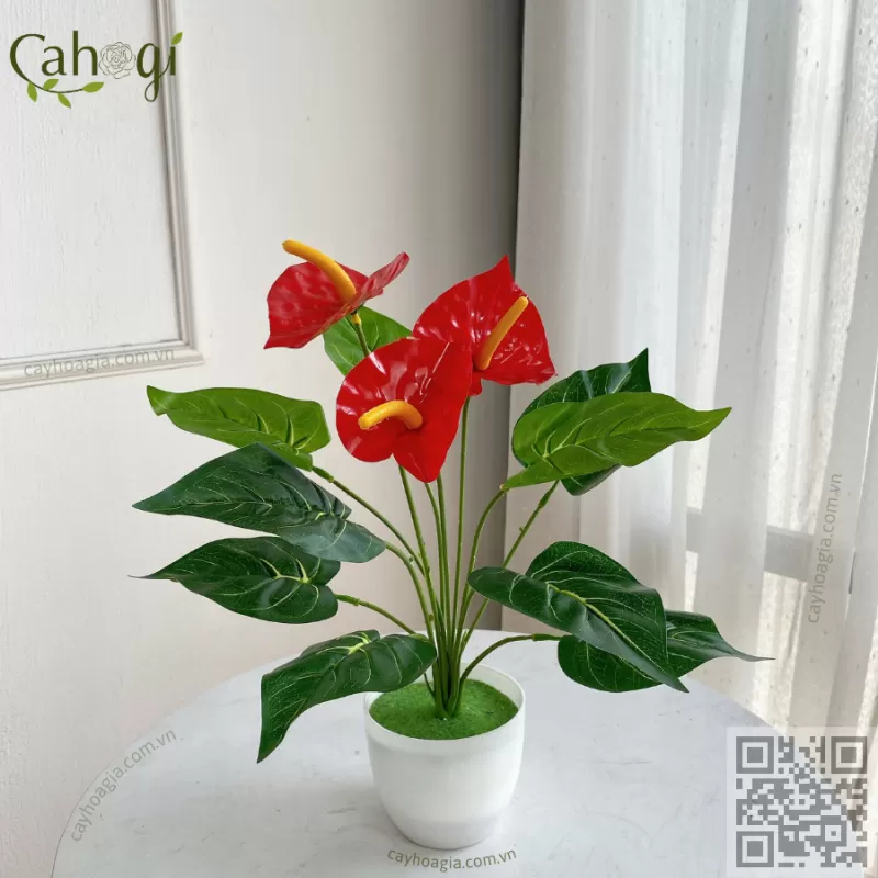 Hồng Môn Yến Size Nhỏ 33 Cm 