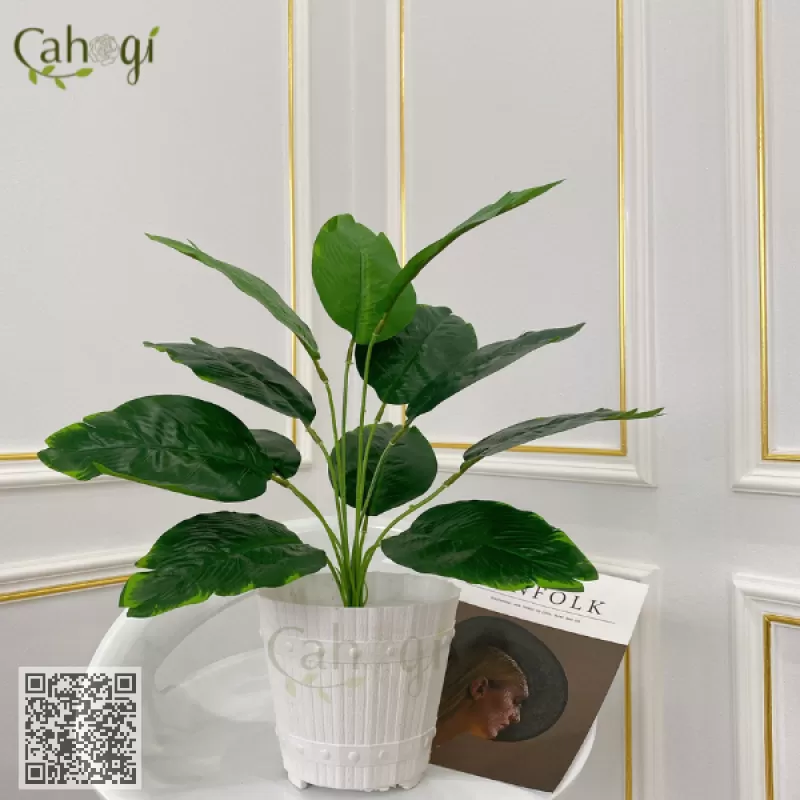 Cây Chuối Thiên Điểu 48 Cm - 12 lá 18x10 cm 
