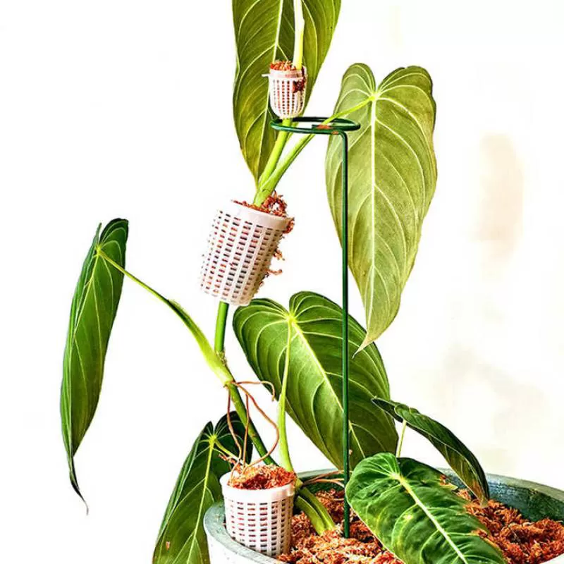 Indoor Plant Extension Climbing Coir Moss Sphagnum Box Breathable Plastic Moss Box