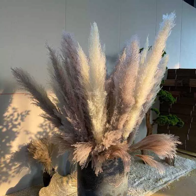 Natural Pampas Grass Dried Flower Bouquet Big Fluffy Nordic Floor Decoration Wedding Scene Layout Large Spike Pampas Grass